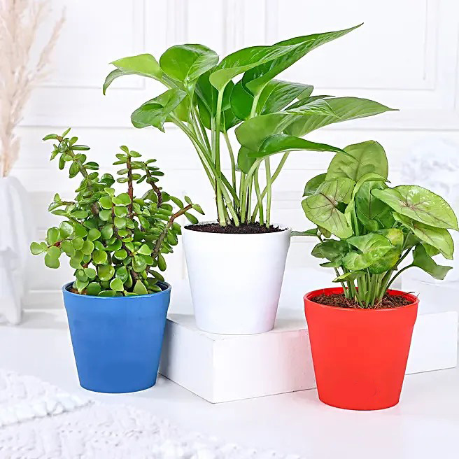 Money Jade Syngonium Plant Set