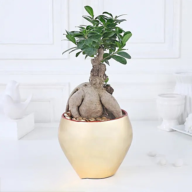 Golden Serenity with Ficus Bonsai