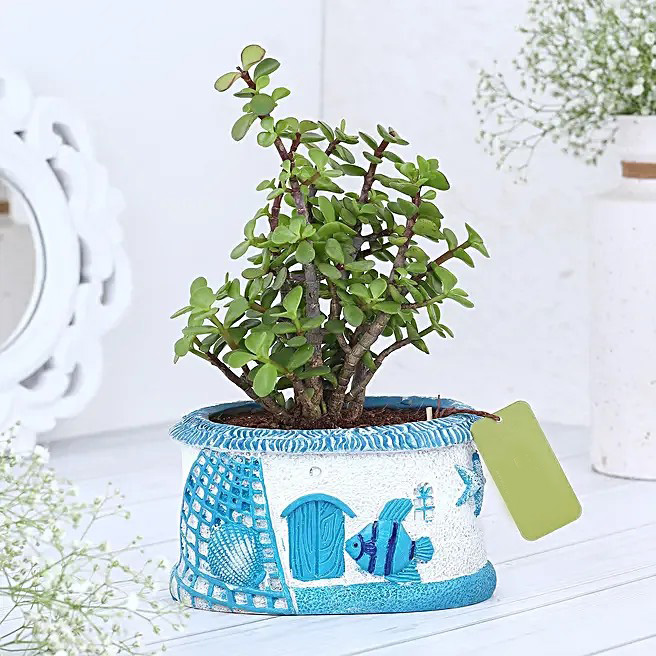 Jade Plant In Sea House Planter Hand Delivery